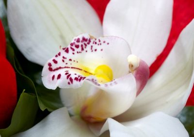 BV1001 heart basic white orchids 1
