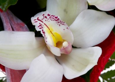 BV1001 heart basic white orchids 3